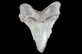 Partial, Fossil Megalodon Tooth #89413-1